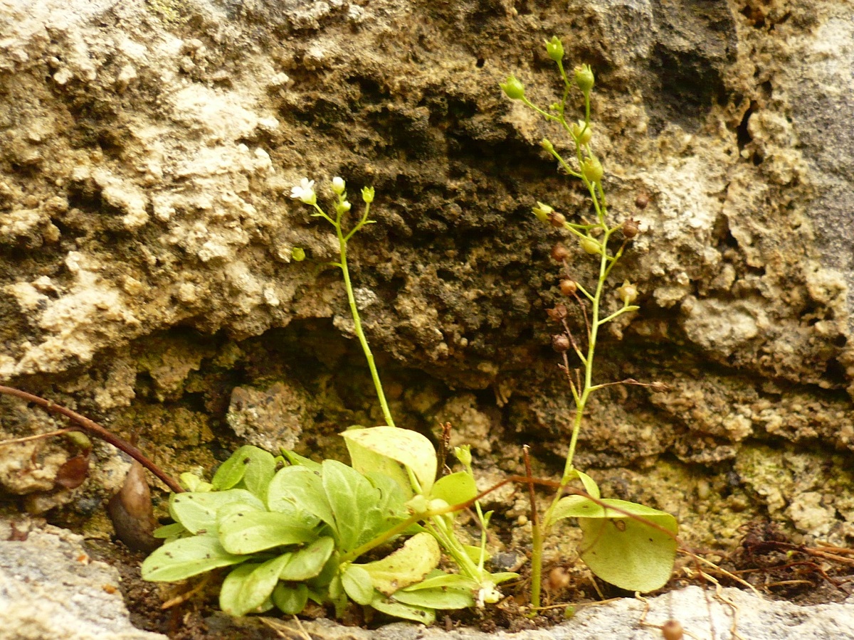 Samolus valerandi (Primulaceae)